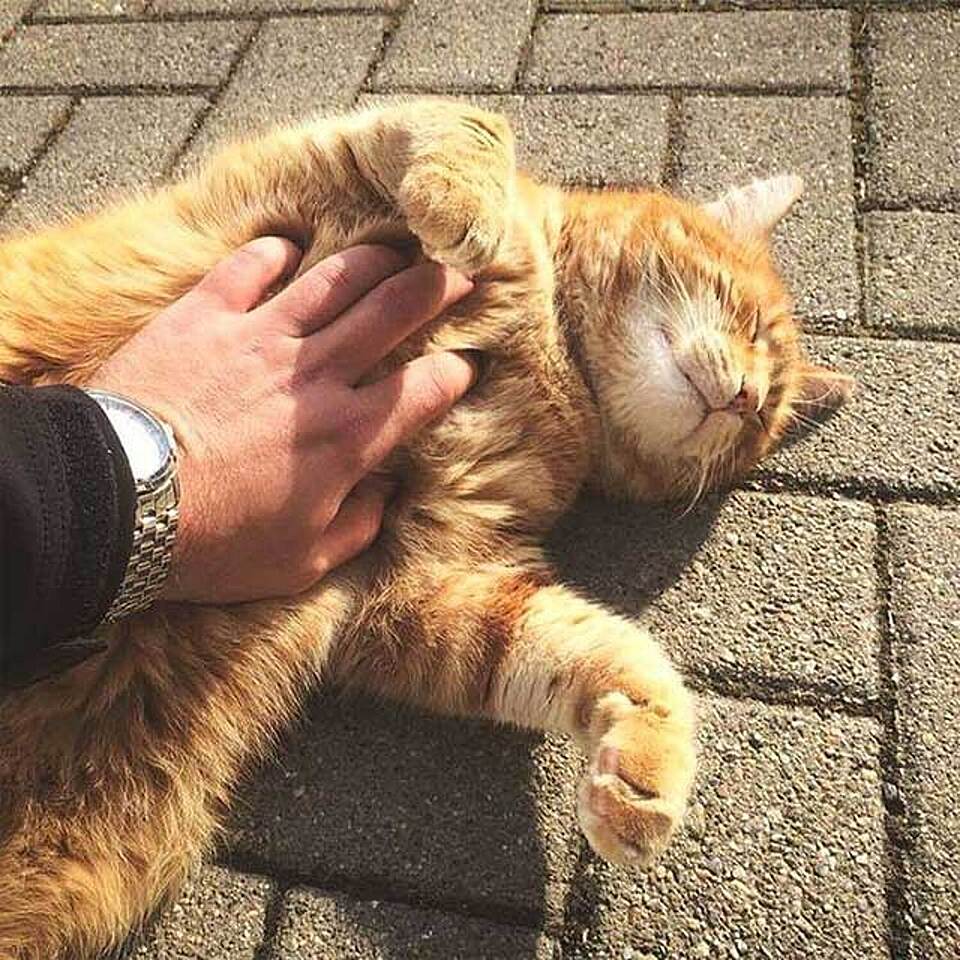 Via CampusCat / Facebook