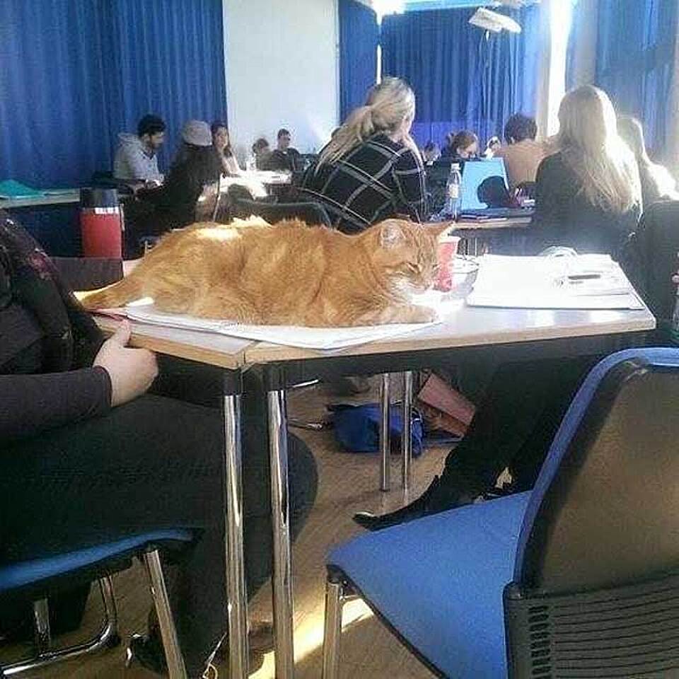 Via CampusCat / Facebook