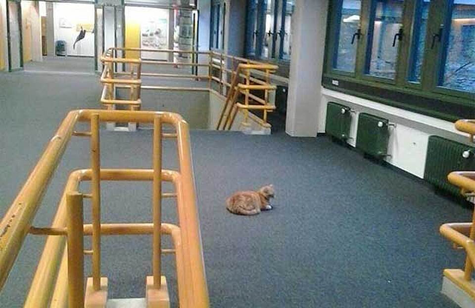 Via CampusCat / Facebook