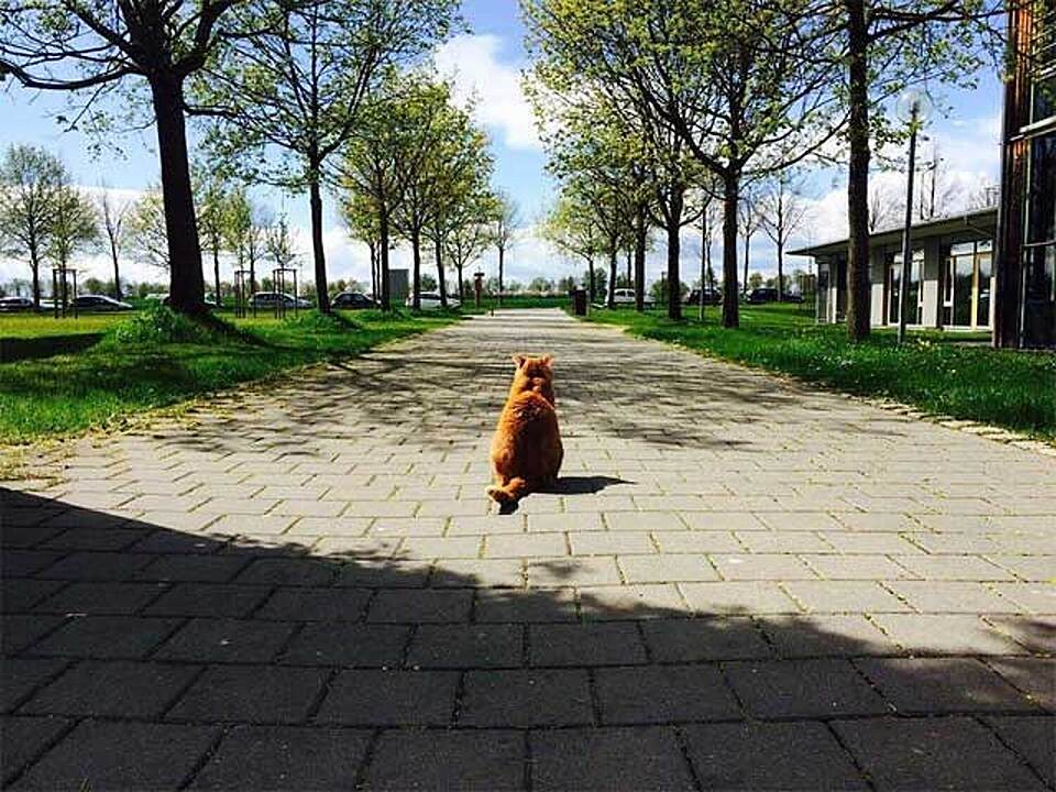 Via CampusCat / Facebook