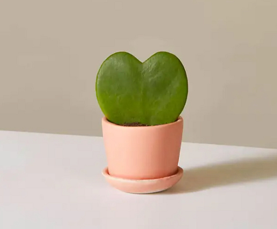 The Plants are a source of energy